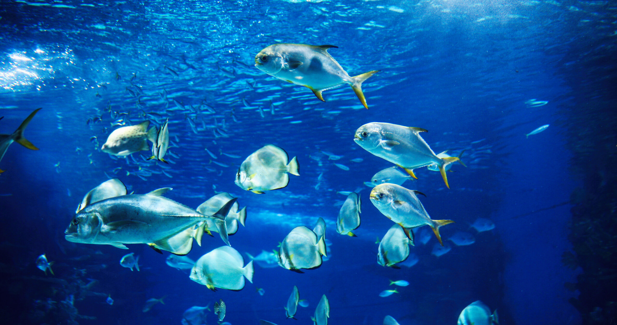 Aquarium von Genua